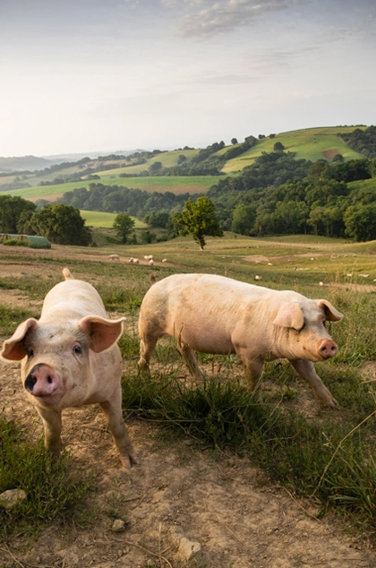 Deux cochons dans une prairie du Pays Basque
